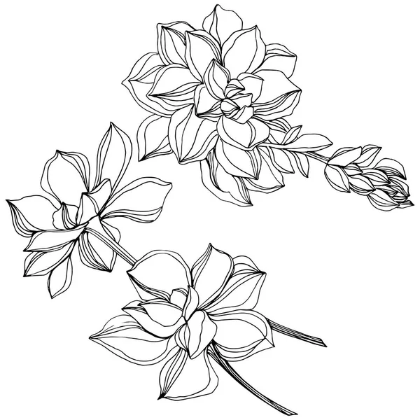 Flor suculenta botánica de la selva vectorial. Tinta grabada en blanco y negro. Elemento ilustrativo de suculentas aisladas . — Vector de stock