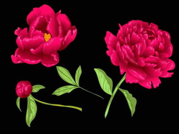 Vector Red Peony flor botânica floral. Tinta vermelha e verde gravada arte. Isolado peônia ilustração elemento . —  Vetores de Stock