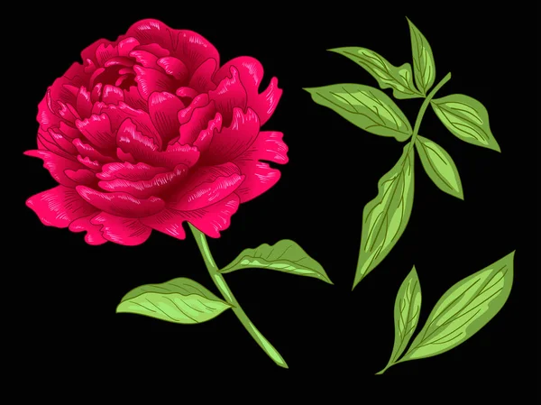 Цветочный ботанический цветок Vector Red Peony. Красная и зеленая гравировка чернил. Изолированный пионный иллюстрационный элемент . — стоковый вектор