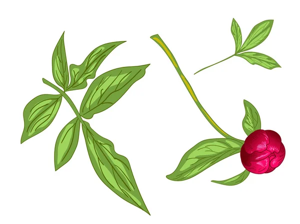 Flor botánica floral Vector Red Peony. Tinta grabada roja y verde. Elemento de ilustración de peonía aislada . — Vector de stock