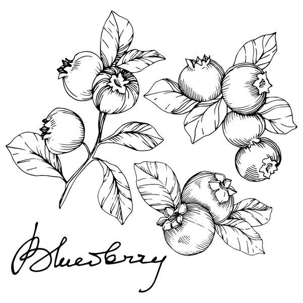 Vector Blueberry black and white engraved ink art. Berries and leaves. Isolated blueberry illustration element.