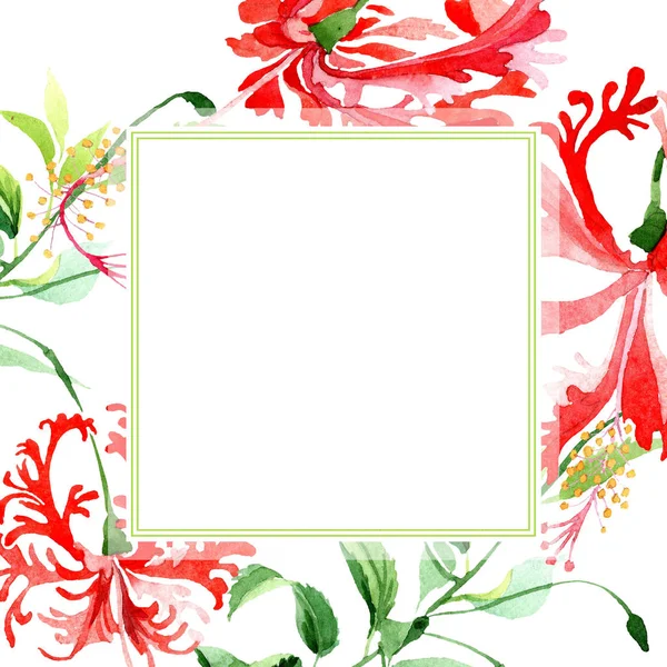 Hibisco rojo chizopelatus flor botánica floral. Conjunto de ilustración de fondo acuarela. Marco borde ornamento cuadrado . —  Fotos de Stock