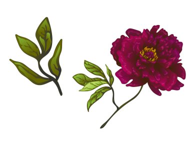 Vektör Bordo şakayık botanik çiçek. Oyulmuş mürekkep sanat. İzole peonies illüstrasyon öğesi.