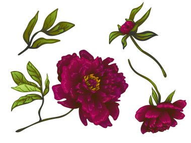 Vektör Bordo şakayık botanik çiçek. Oyulmuş mürekkep sanat. İzole peonies illüstrasyon öğesi.