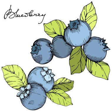 Vektör Blueberry Yeşil ve mavi mürekkep sanat kazınmış. Çilek ve yeşil yaprakları. İzole yaban mersini illüstrasyon öğesi.