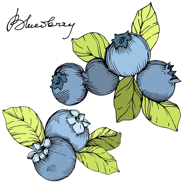 Διάνυσμα Blueberry πράσινο και μπλε χαραγμένο μελάνι τέχνης. Καρποί και πράσινα φύλλα. Εικονογράφηση στοιχείο απομονωμένες βακκινίων. — Διανυσματικό Αρχείο