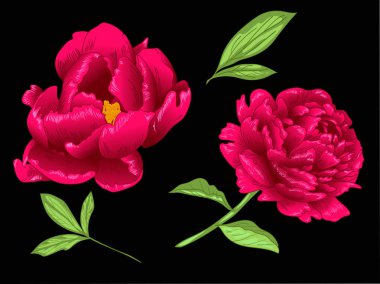 Vektör kırmızı Şakayık botanik çiçek. Kırmızı ve yeşil mürekkep sanat kazınmış. İzole Şakayık illüstrasyon öğesi.