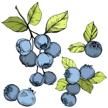 Vektör Blueberry Yeşil ve mavi mürekkep sanat kazınmış. Çilek ve yeşil yaprakları. İzole yaban mersini illüstrasyon öğesi.