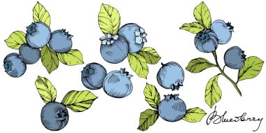 Vektör Blueberry Yeşil ve mavi mürekkep sanat kazınmış. Çilek ve yeşil yaprakları. İzole yaban mersini illüstrasyon öğesi.