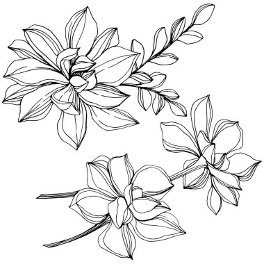 Vektör orman botanik etli çiçek. Siyah ve beyaz mürekkep sanat kazınmış. İzole succulents illüstrasyon öğesi.