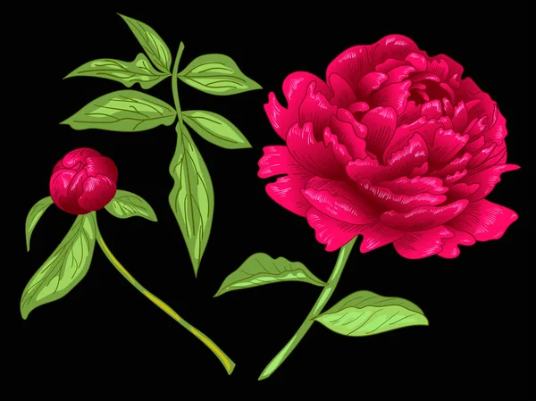 Vector Fleur botanique florale pivoine rouge. Encre gravée rouge et verte. Élément d'illustration de pivoine isolé . — Image vectorielle