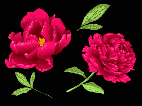 Vector Fleur botanique florale pivoine rouge. Encre gravée rouge et verte. Élément d'illustration de pivoine isolé . — Image vectorielle