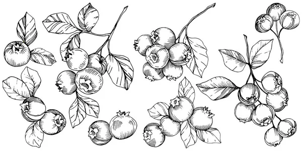Vector Blueberry preto e branco gravada arte da tinta. Bagas e folhas. Elemento de ilustração isolado de mirtilo . — Vetor de Stock