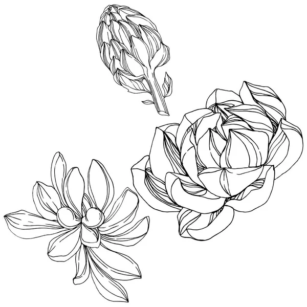 Διάνυσμα ζούγκλα βοτανικό χυμώδεις λουλούδι. Μαύρο και άσπρο χαραγμένο μελάνι τέχνης. Απομονωμένη παχύφυτα εικονογράφηση στοιχείο. — Διανυσματικό Αρχείο