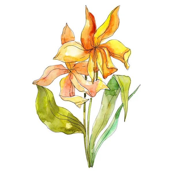 노란 tulipt 꽃 식물 꽃입니다. 수채화 배경 그림 설정 합니다. 격리 된 꽃다발 그림 요소. — 스톡 사진