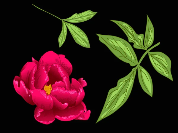 Vector Red Peony flor botânica floral. Tinta vermelha e verde gravada arte. Isolado peônia ilustração elemento . — Vetor de Stock