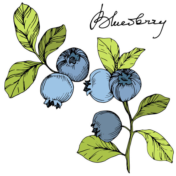 Vector Blueberry green and blue engraved ink art. Berries and green leaves. Isolated blueberry illustration element.