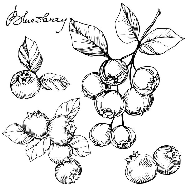 Vector Blueberry black and white engraved ink art. Berries and leaves. Isolated blueberry illustration element.