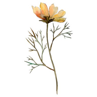 Orange cosmos floral botanical flower. Watercolor background illustration set. Isolated flower illustration element. clipart