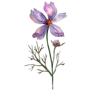 Menekşe cosmos botanik çiçek. Suluboya arka plan illüstrasyon küme. İzole çiçek Çizim öğesi.