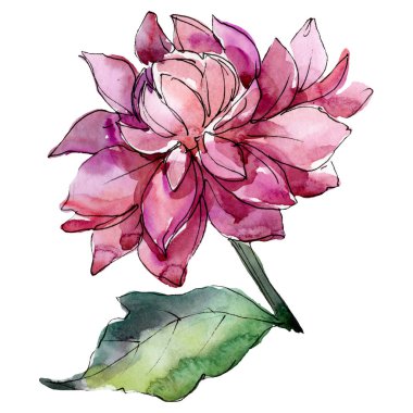 Purple aster floral botanical flower. Watercolor background illustration set. Isolated aster illustration element. clipart