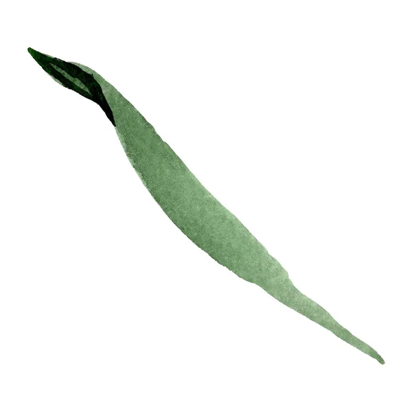Folha de margarida verde. Floral flor botânica. Conjunto de fundo aquarela. Isolado elemento ilustrativo da margarida . — Fotografia de Stock