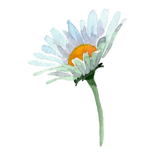 Fehér százszorszép virágos botanikus virág. Akvarell háttér illusztráció készlet. Izolált százszorszép illusztrációs elem. — Stock Fotó