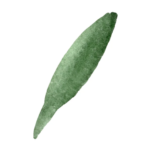 Gröna daisy leaf. Blommig botaniska blomma. Akvarell bakgrunden set. Isolerade daisy illustration element. — Stockfoto