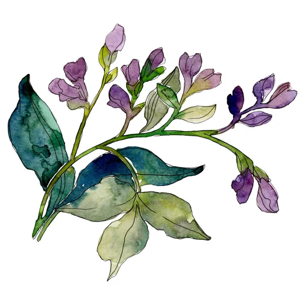 Paarse wikke floral botanische bloem. Aquarel achtergrond afbeelding instellen. Geïsoleerde boeket afbeelding element. — Stockfoto