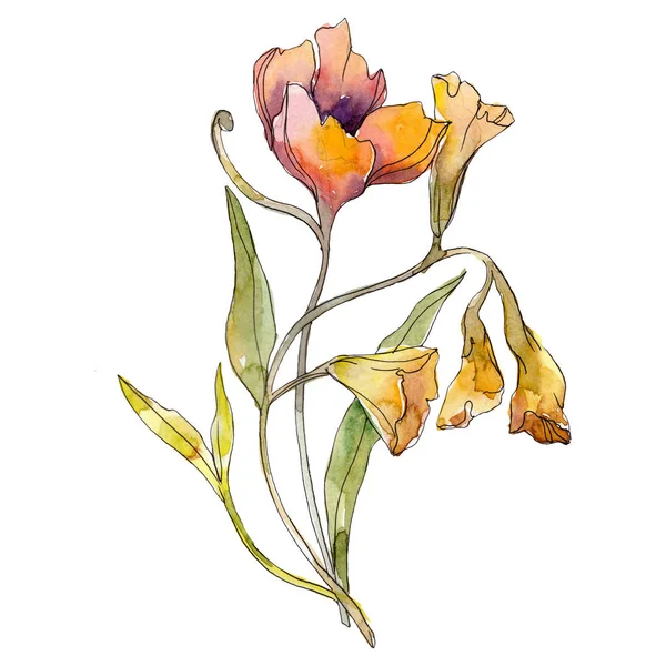 Oranje ipomoea floral botanische bloemen. Aquarel achtergrond afbeelding instellen. Geïsoleerde boeket afbeelding element. — Stockfoto