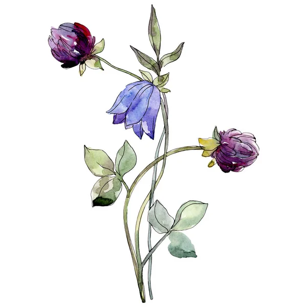 Campanula azul y flor botánica de trébol púrpura. Conjunto de fondo acuarela. Elemento ilustrativo de flores aisladas . —  Fotos de Stock