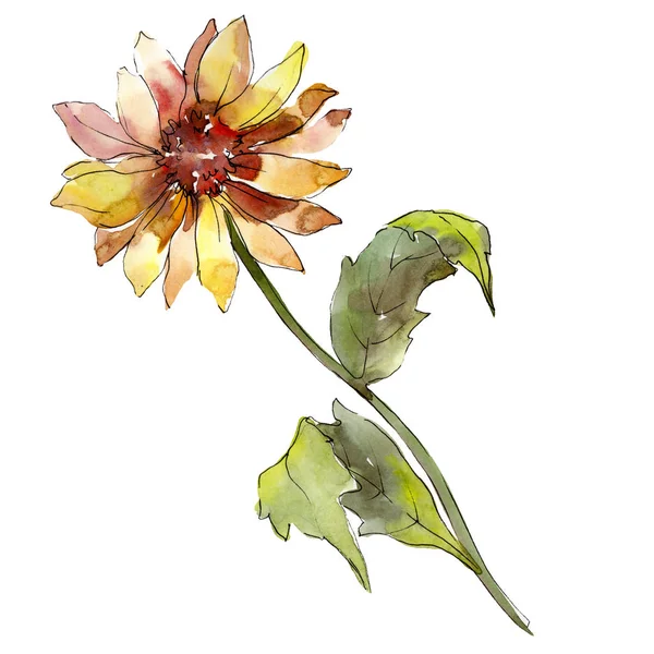 Amarelo aster flor botânica floral. Conjunto de ilustração de fundo aquarela. Elemento isolado de ilustração aster . — Fotografia de Stock