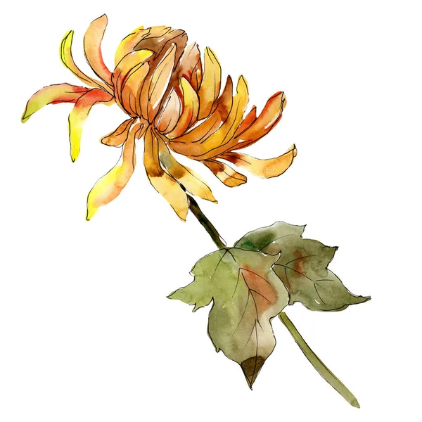 オレンジ色のアスターの花植物花。水彩画背景イラスト セット。分離アスターの図要素. — ストック写真