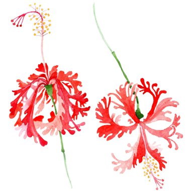 Kırmızı hibiscus chizopelatus botanik çiçek. Suluboya arka plan ayarlamak. İzole hibiscus illüstrasyon öğesi.