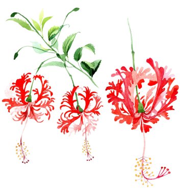 Kırmızı hibiscus chizopelatus botanik çiçek. Suluboya arka plan ayarlamak. İzole hibiscus illüstrasyon öğesi.