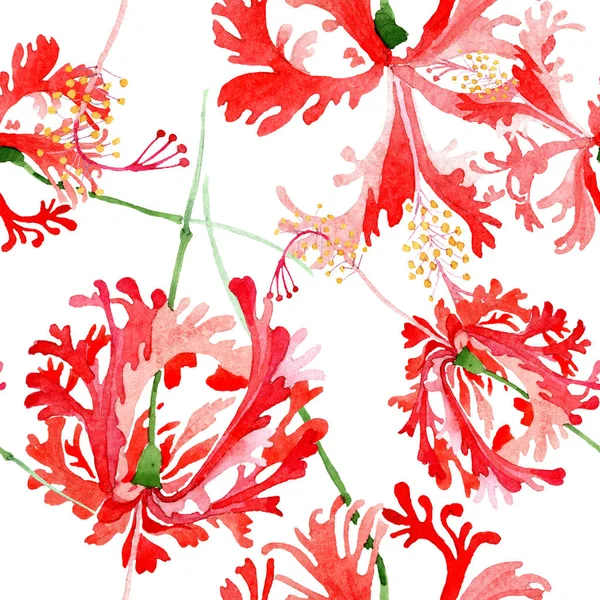 붉은 히 비 스커 스 chizopelatus 꽃 식물 꽃입니다. 수채화 배경 그림 설정 합니다. 원활한 배경 패턴. — 스톡 사진