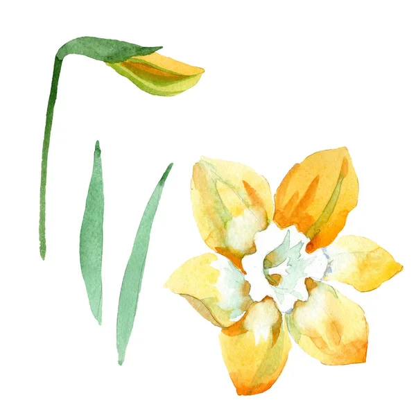 Yellow narcissus floral botanical flower. Watercolor background set. Isolated narcissus illustration element. — Stock Photo, Image