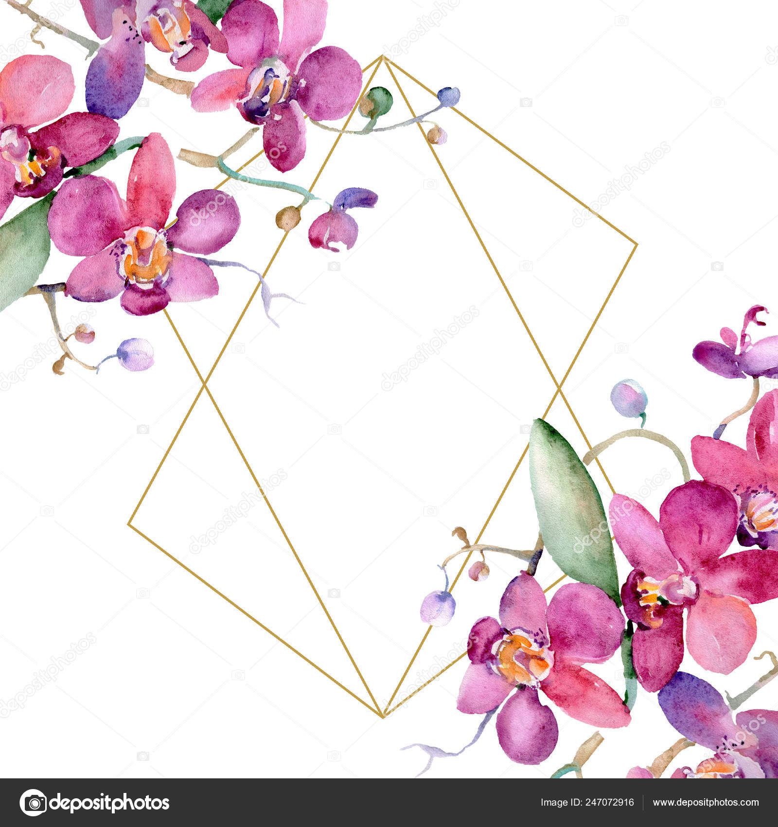 粉红兰花花束花植物花 水彩背景插图集 框架边框装饰正方形 图库照片 C Mystocks