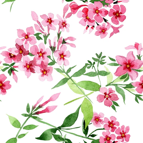 Pembe phlox foral botanik çiçek. Suluboya arka plan illüstrasyon küme. Sorunsuz arka plan deseni.