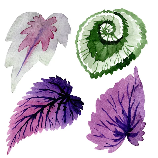 Begonia hojas verdes y moradas. Conjunto de ilustración de fondo acuarela. Elemento de ilustración de begonia aislada . — Foto de Stock