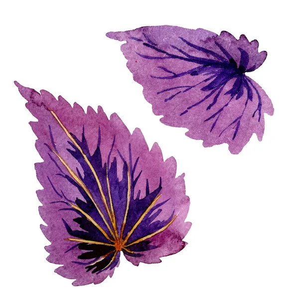 Begonia hojas púrpuras. Conjunto de ilustración de fondo acuarela. Elemento de ilustración de begonia aislada . — Foto de Stock