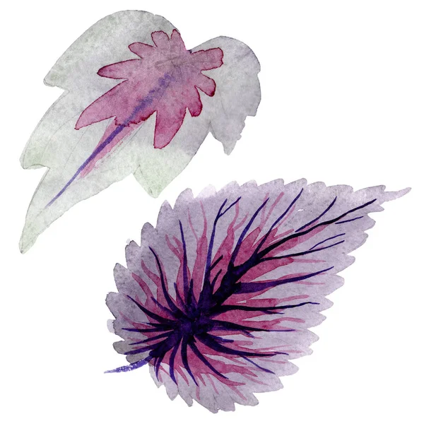 Begonia hojas púrpuras. Conjunto de ilustración de fondo acuarela. Elemento de ilustración de begonia aislada . — Foto de Stock