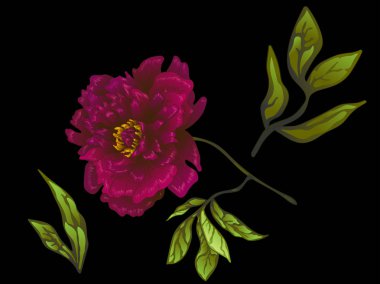 Vektör Bordo şakayık botanik çiçek. Oyulmuş mürekkep sanat. İzole peonies illüstrasyon öğesi.