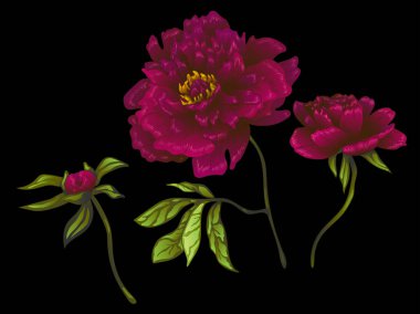 Vektör Bordo şakayık botanik çiçek. Oyulmuş mürekkep sanat. İzole peonies illüstrasyon öğesi.