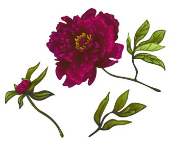 Vektör Bordo şakayık botanik çiçek. Oyulmuş mürekkep sanat. İzole peonies illüstrasyon öğesi.