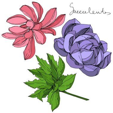 Vektör orman botanik etli çiçek. Mürekkep sanat illüstrasyon kazınmış. İzole succulents illüstrasyon öğesi.