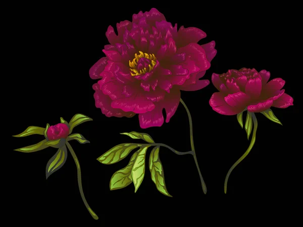 Vektör Bordo şakayık botanik çiçek. Oyulmuş mürekkep sanat. İzole peonies illüstrasyon öğesi. — Stok Vektör