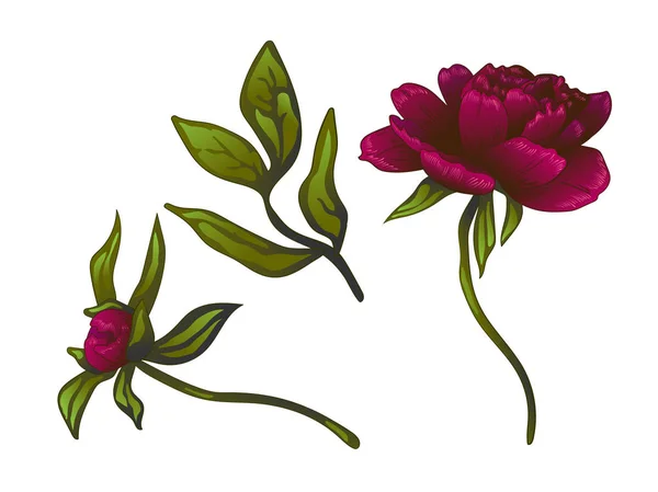 Vettore Borgogna peonia floreale fiore botanico. Incisione a inchiostro art. Peonie isolate elemento illustrativo . — Vettoriale Stock