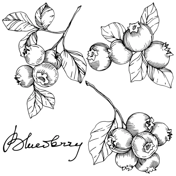 Vector Bleuet noir et blanc gravé à l'encre. Baies et feuilles. Élément d'illustration isolé myrtille . — Image vectorielle