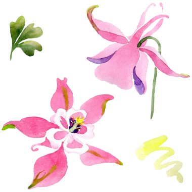 Kırmızı aquilegia botanik çiçek. Suluboya arka plan illüstrasyon küme. İzole aquilegia illüstrasyon öğesi.
